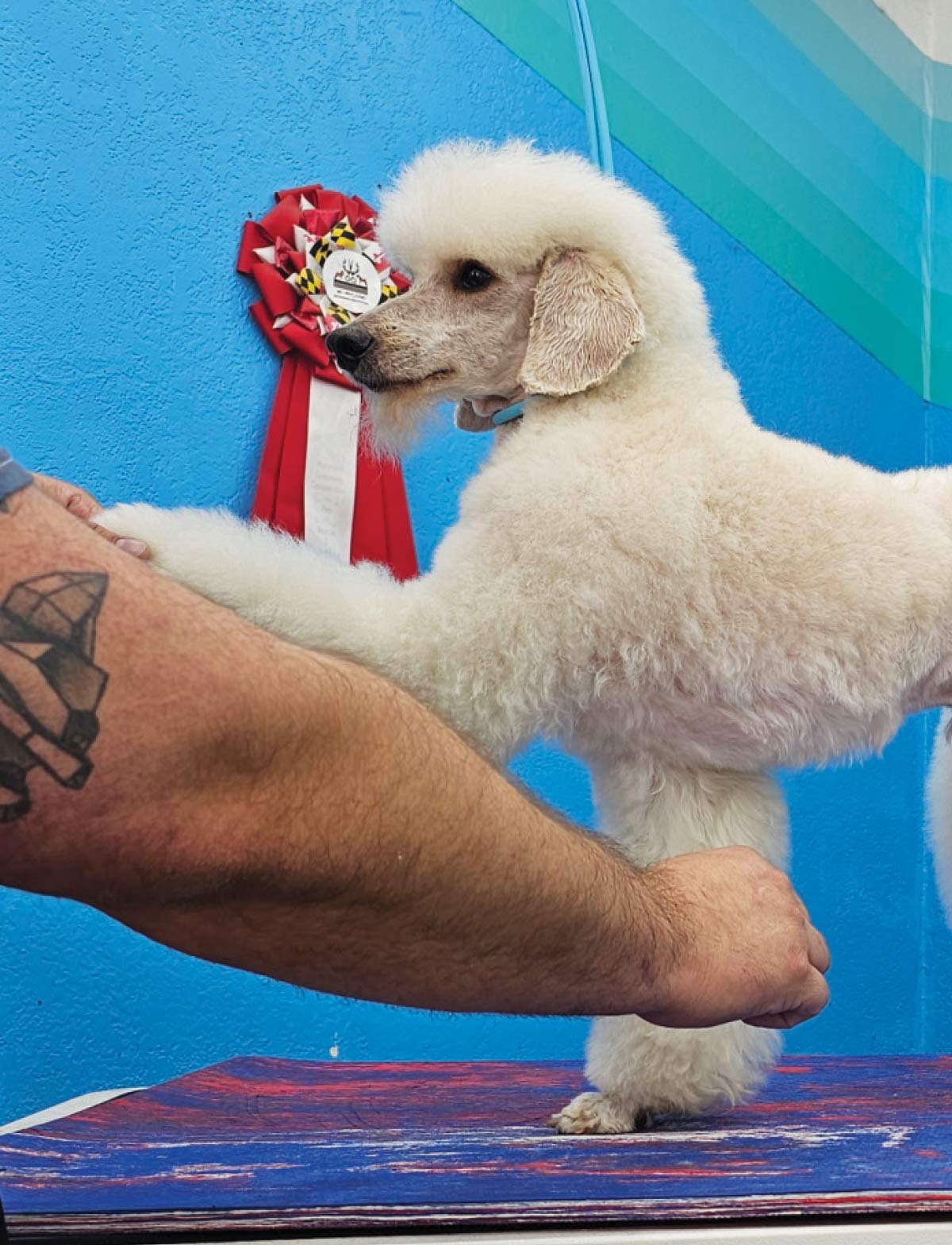groomer holding up front leg to trim fur
