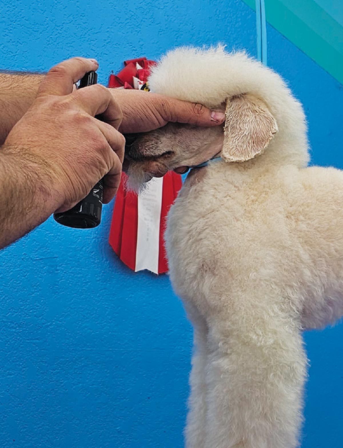 groomer holding white dog's face while spraying cologne on fur