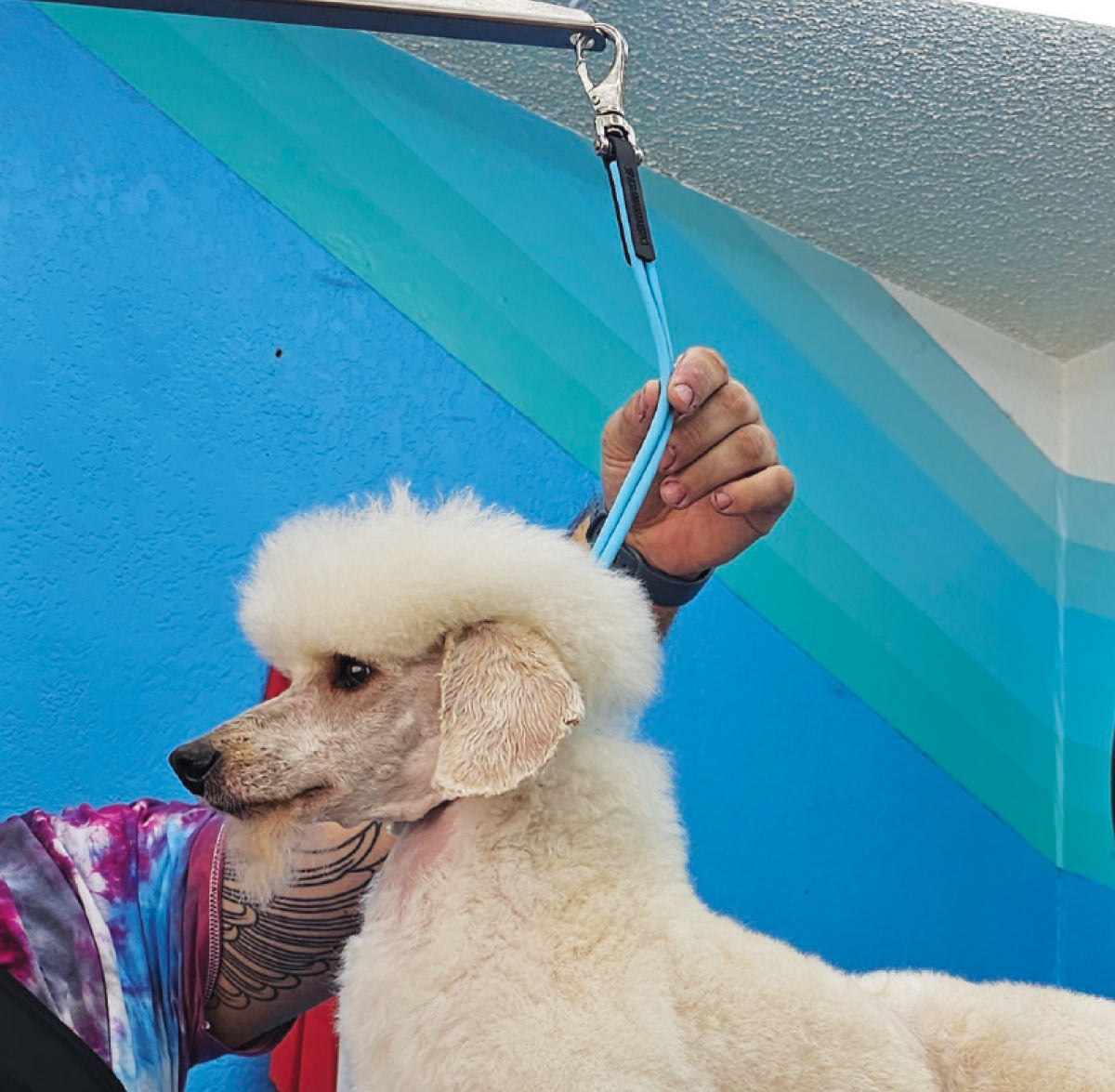 hand adjusting grooming loop above dog's head