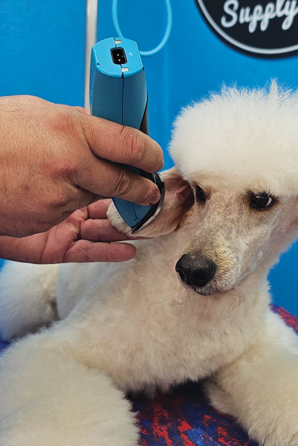 groomer shaving fur on ear of white dog