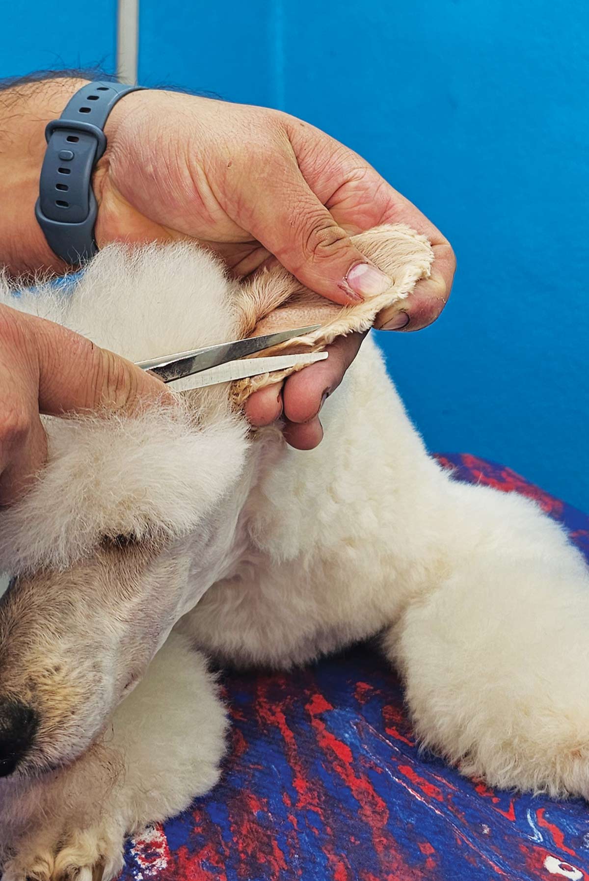 groomer holding up a white dog's ear to trim its fur with shears