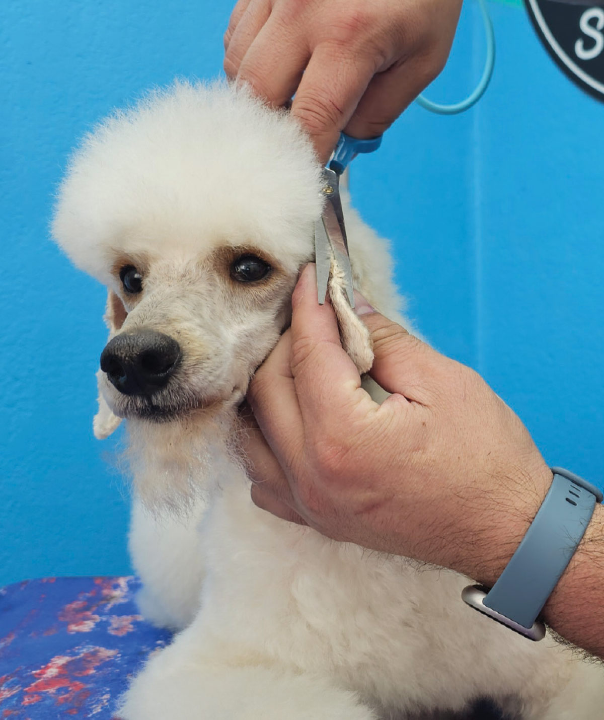 groomer's hand using shears to trim fur on edge of white dog's ear