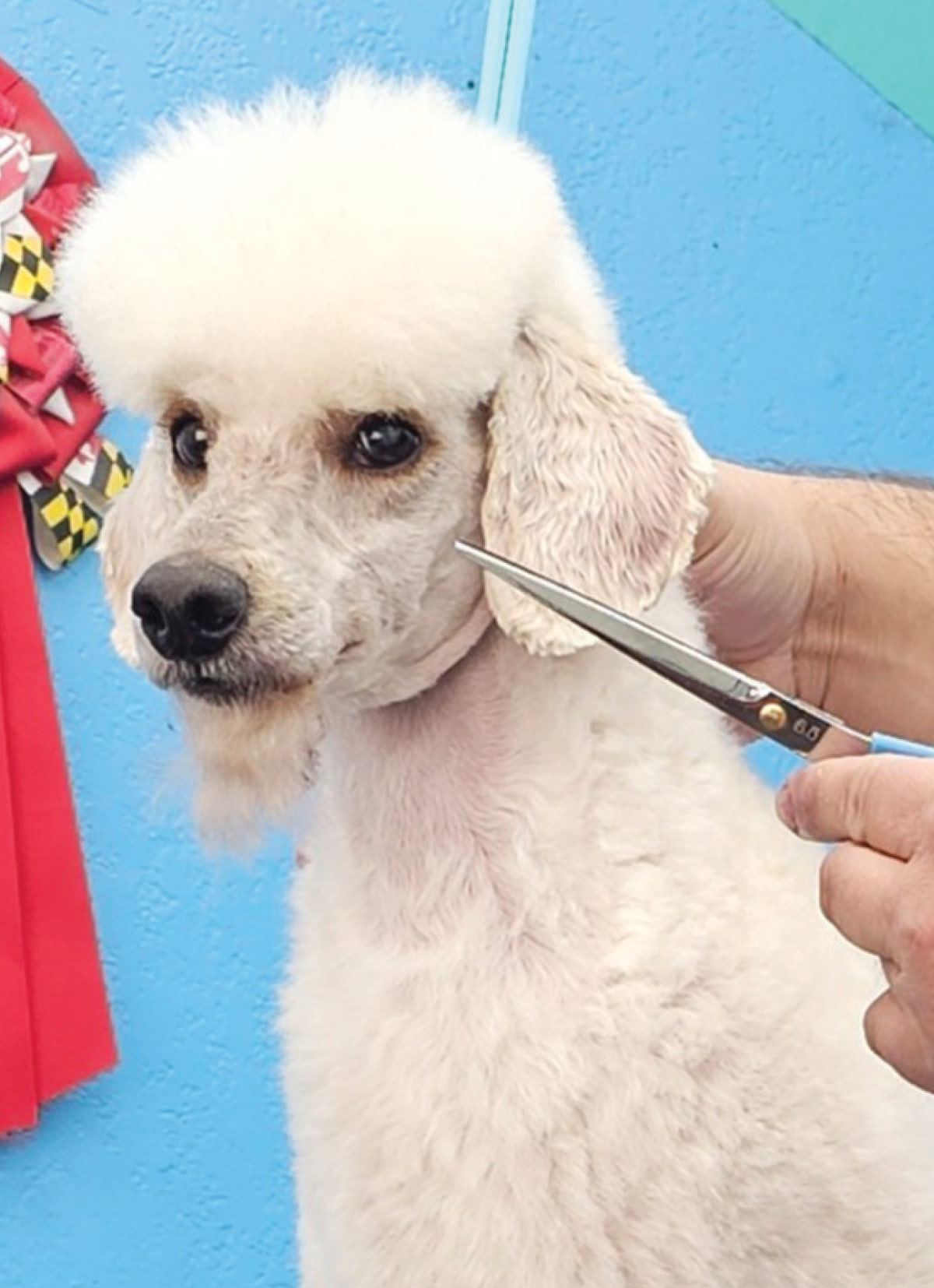 groomer's hand holding shears in front of white dog's face