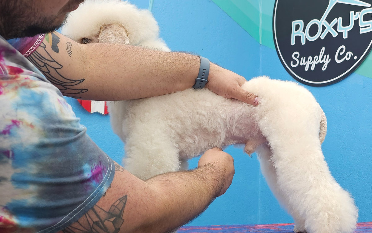groomer checking fur on the belly of a white dog