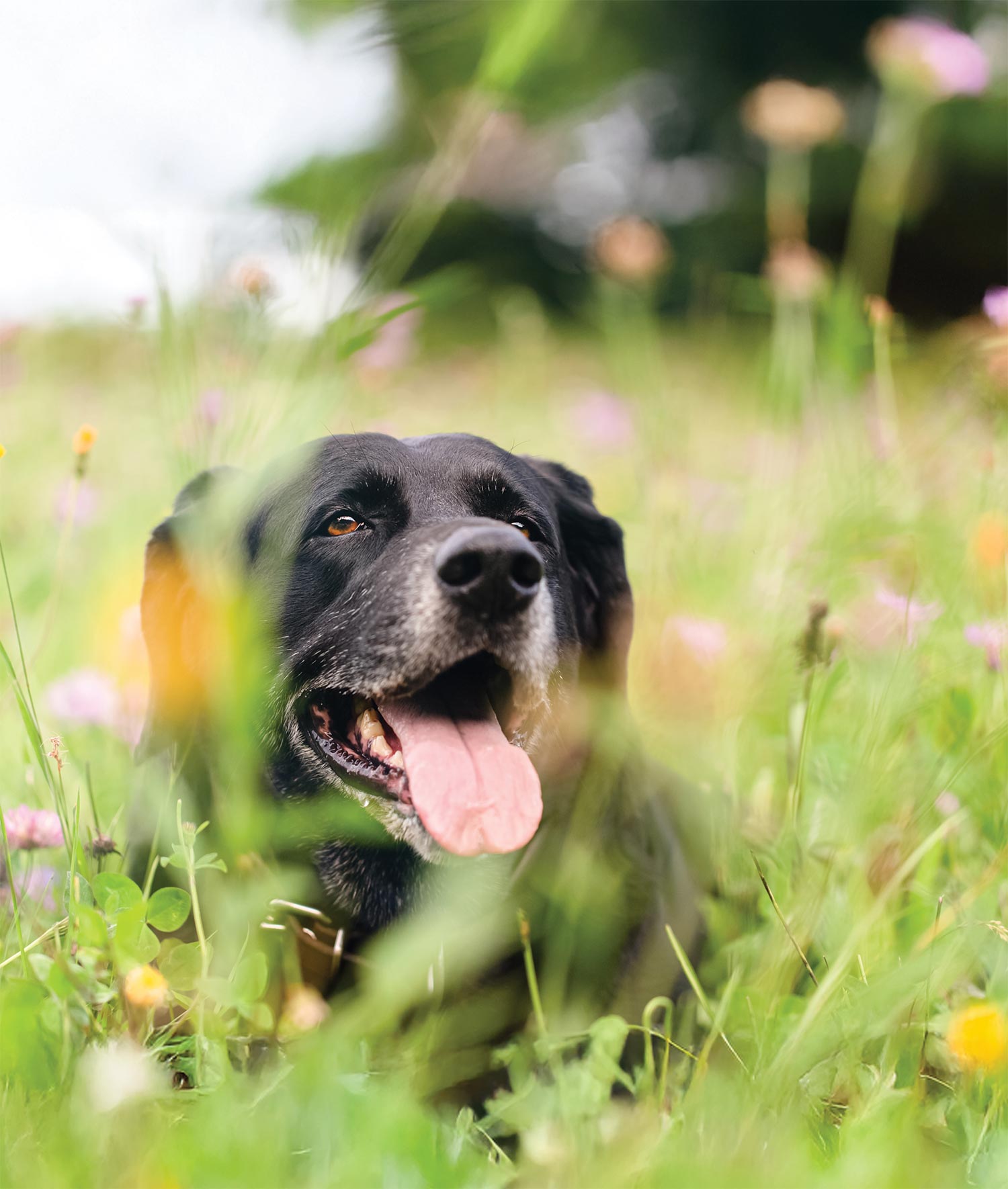 a black dog lying in a field of green grass and wildflowers