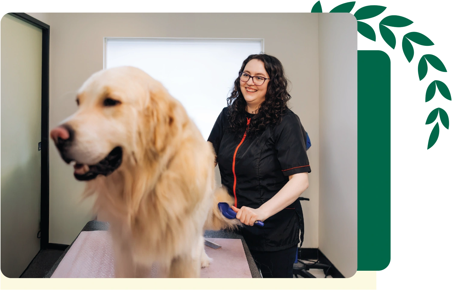 a Grooming Arts Northwest employee smiles as she brushes the tail of a full sized Golden Retriever