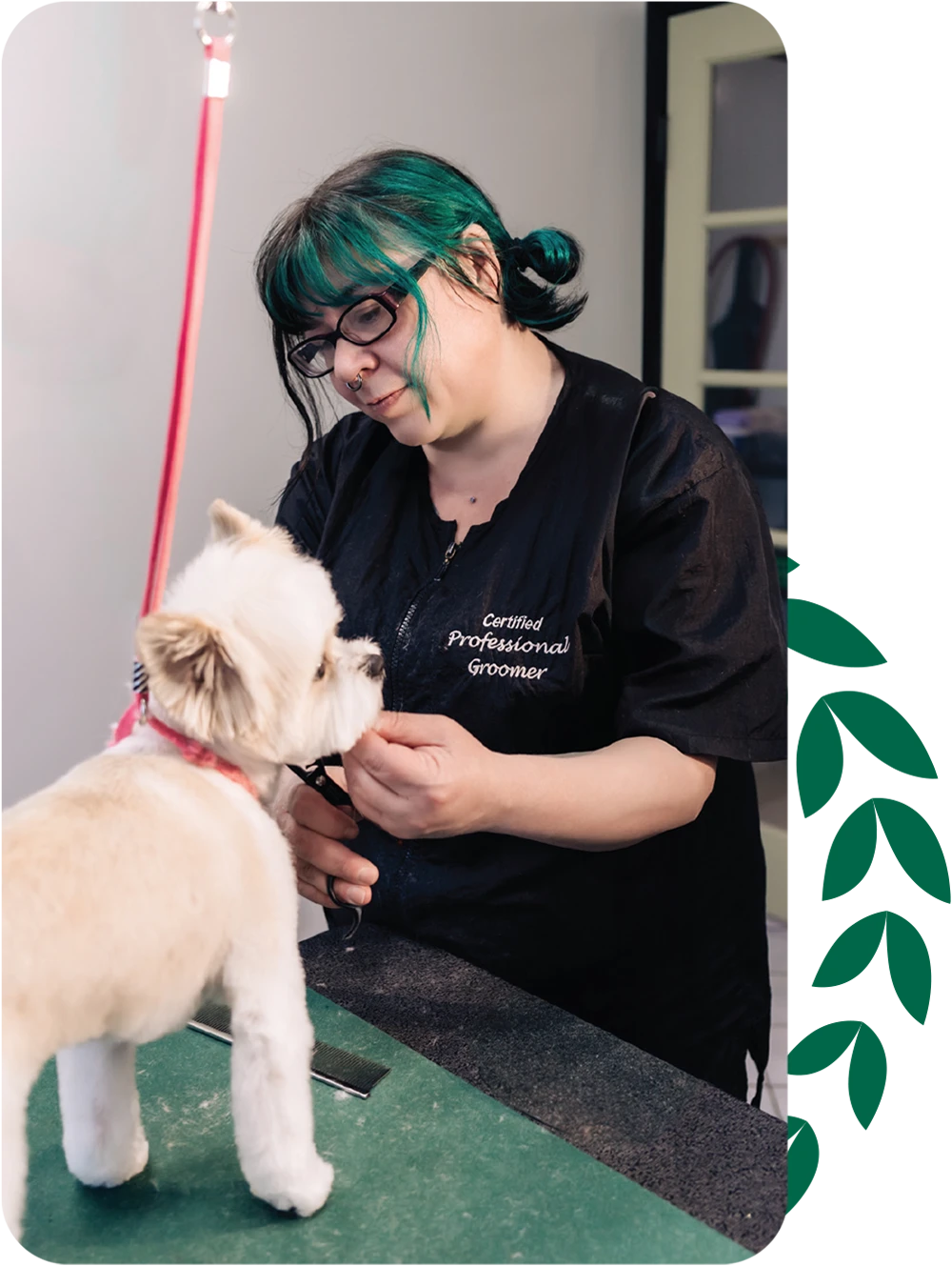 an employee at Grooming Arts Northwest salon trim the face of a small sized dog atop a grooming table