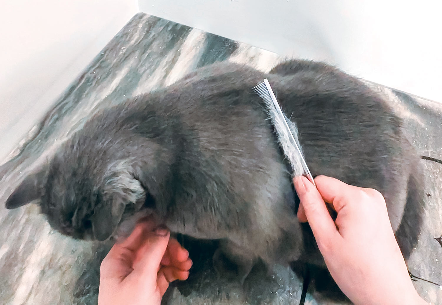 top view of a short haired cat being combed