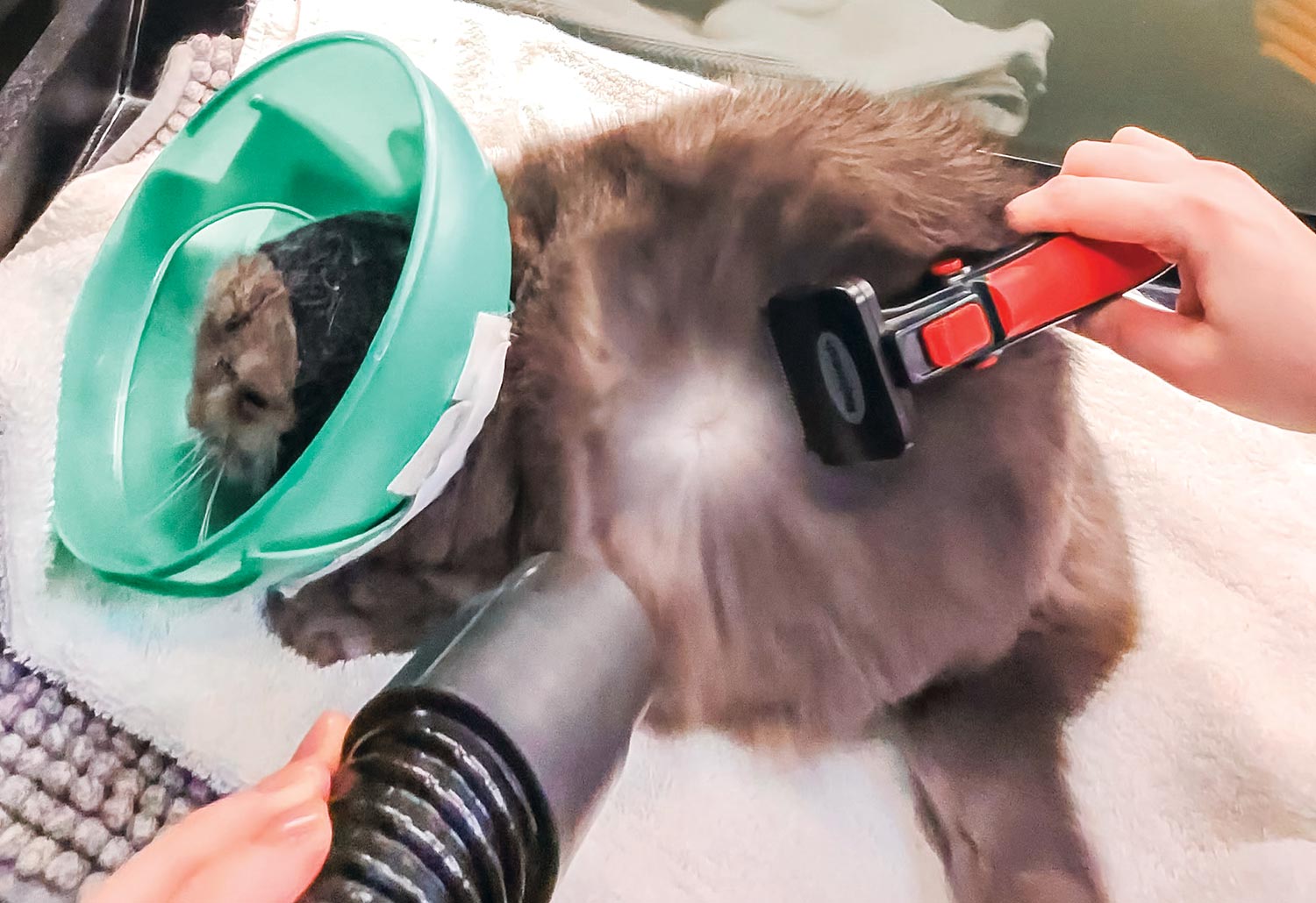 top view of a long haired cat wearing a cone being blow dried and combed