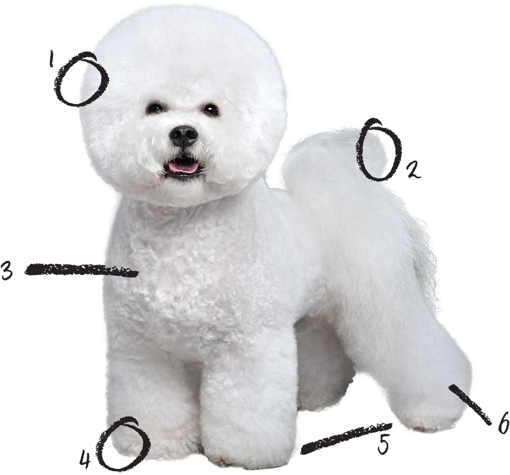 image of a freshly and roundly trimmed white Bichon Frisé with numbered pencil note marks highlighting areas of the trim