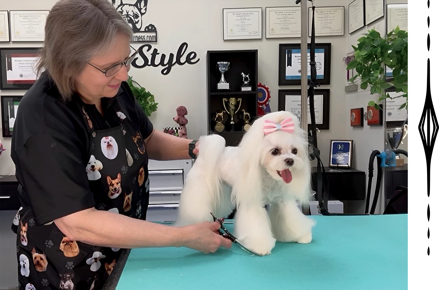 A person trims a small white dog's fur as it stands on a grooming table.