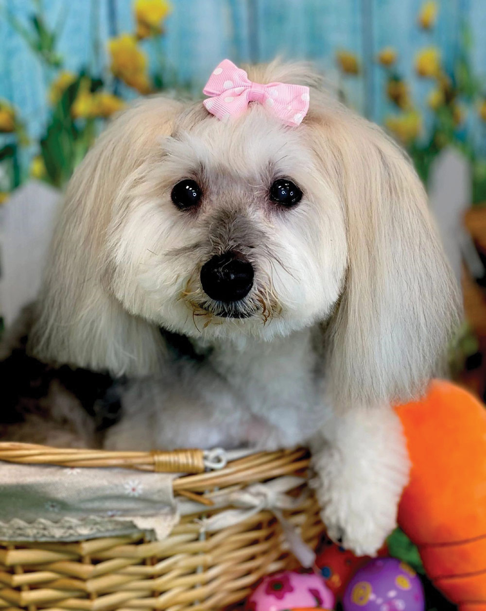 A fluffy dog with a pink bow sits in a woven basket with colorful plush toys around it, against a floral background.