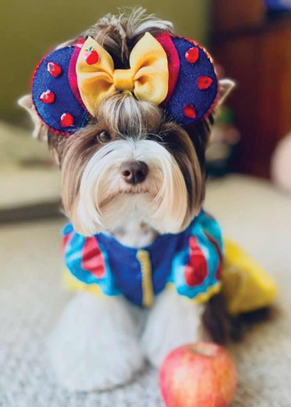 A small dog in a fairy tale-themed costume with a yellow bow headband and an apple in front.