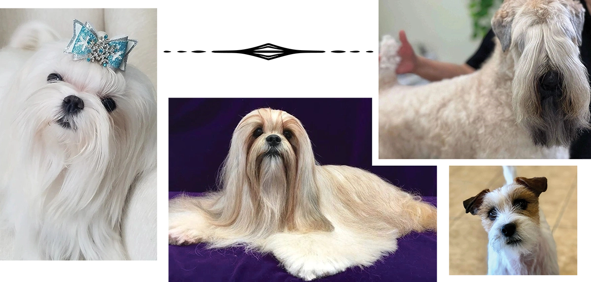 A collage of four different dogs: a white fluffy dog with a blue bow, a long-haired beige and white dog, a curly beige dog with a dark snout, and a white and brown patched dog.