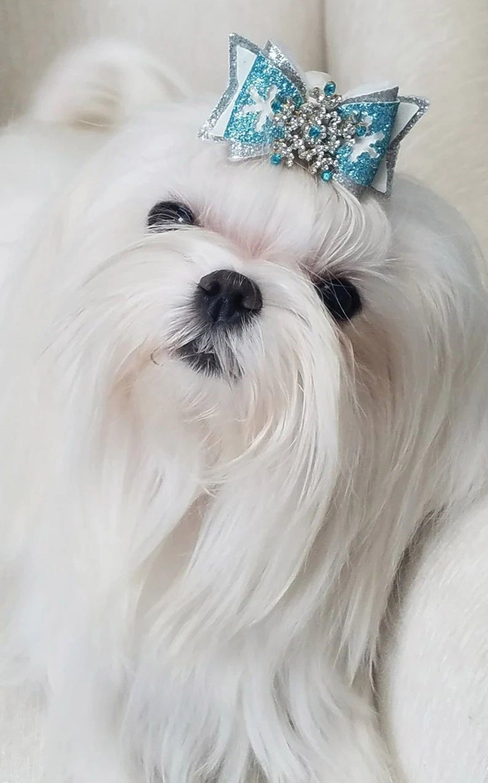 Small white dog with a blue and silver bow on its head.