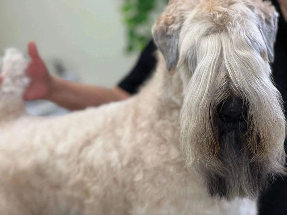 Close-up of a shaggy dog with long, curly fur covering its face and body.