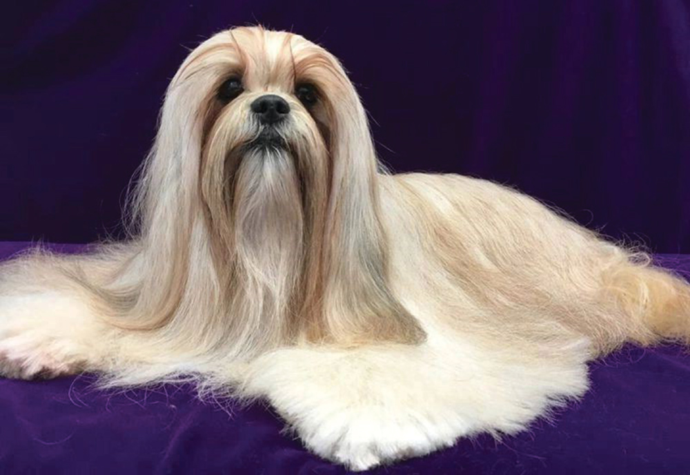 A Lhasa Apso dog with long, beige fur lying on a purple surface.