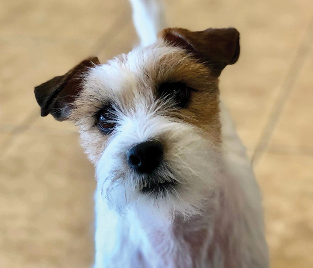 Close-up of a Jack Russell Terrier with brown and white fur.