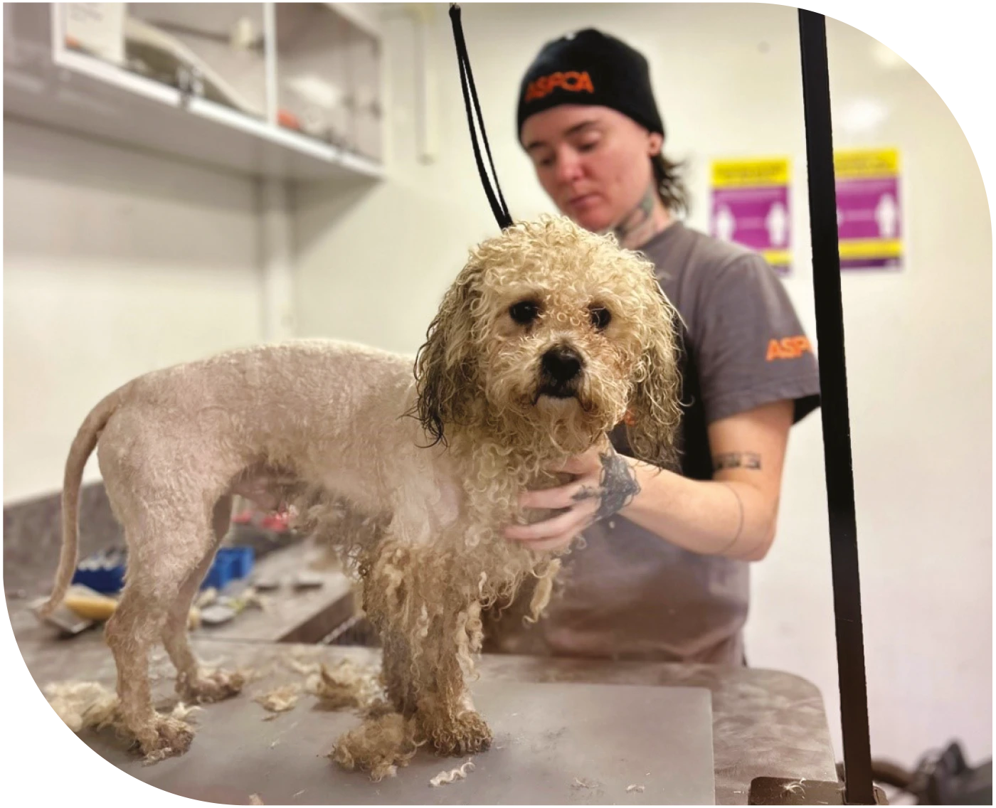 dog standing on grooming table while being washed