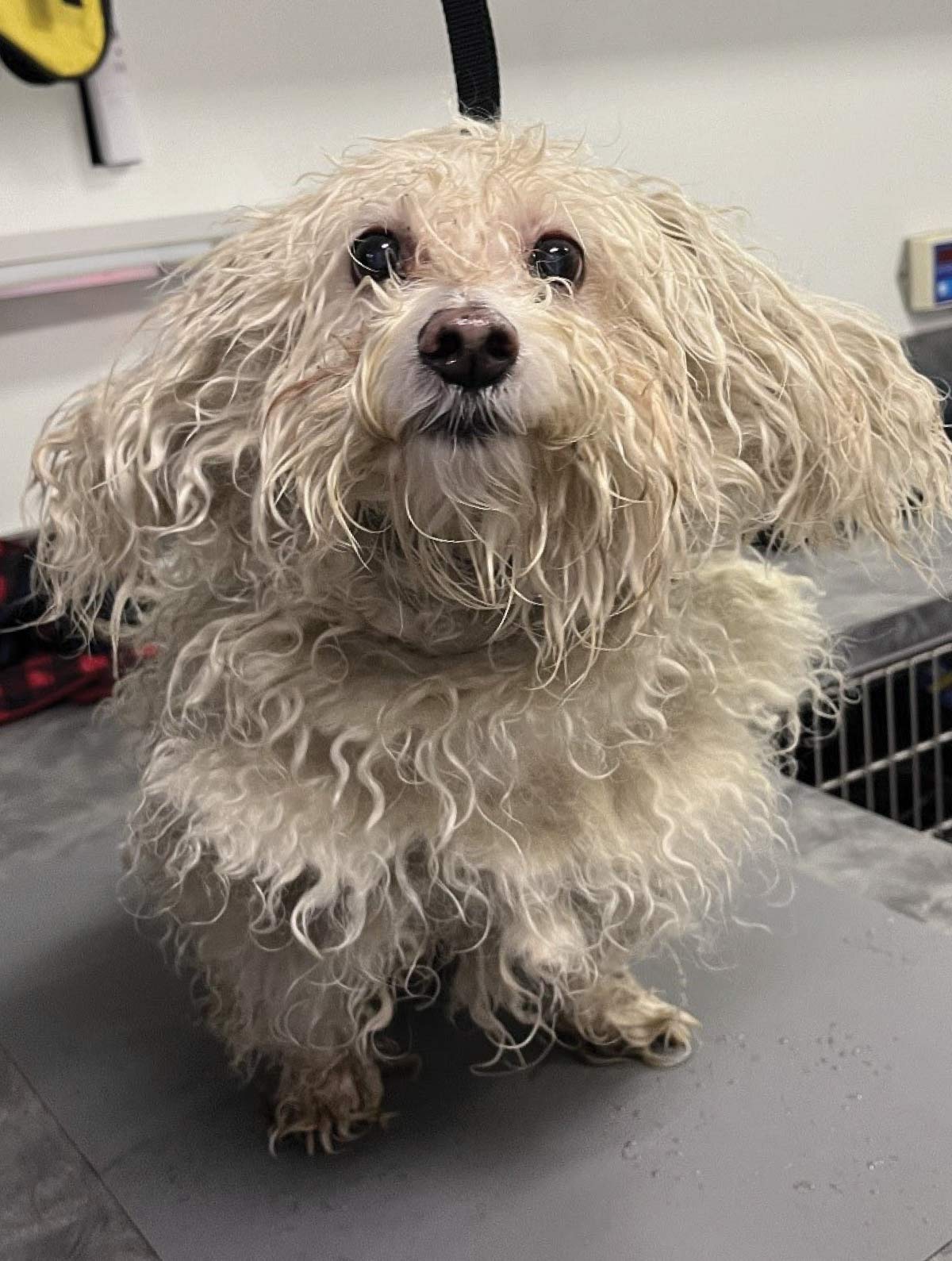 small white dog before grooming session