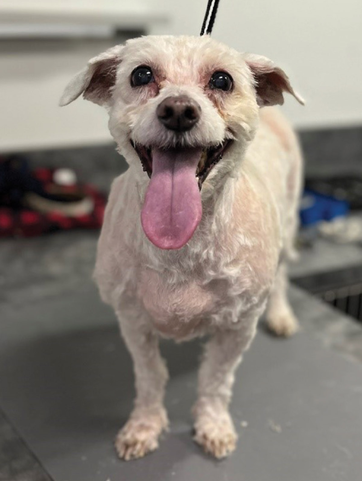 small white dog after grooming session