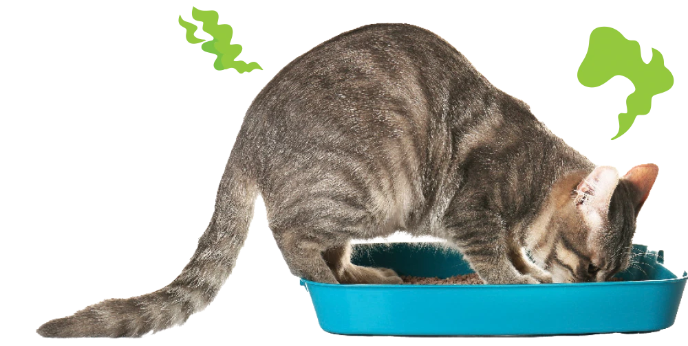 A grey tabby cat is shown in a blue litter box, with its head down as if digging or using the litter. Two small, indistinct green shapes, possibly indicating odors, are in the air above the cat.