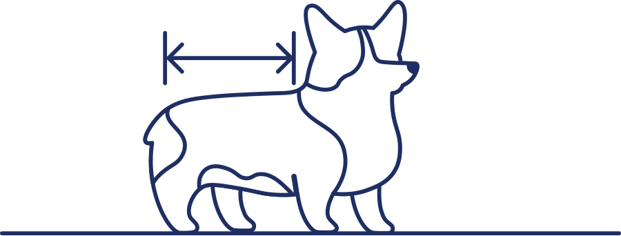 vector illustration of a corgi with a line showing the length of its back