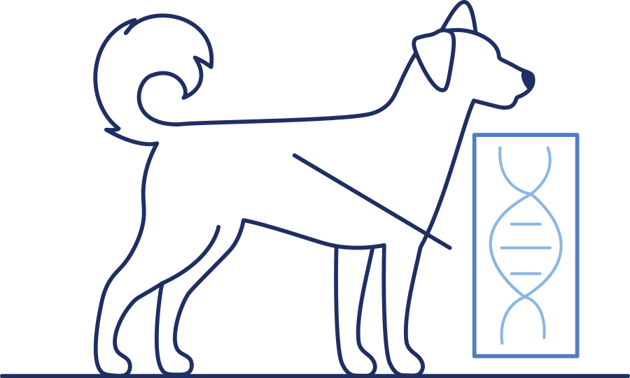 vector illustration of a dog with pointy ears and curly tail with dna pointing from it