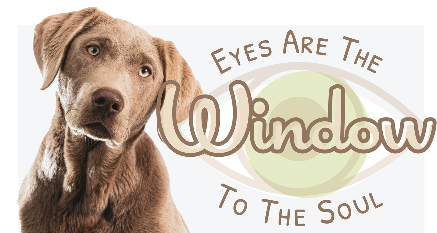 Eyes Are the Window to the Soul article imagery and typography