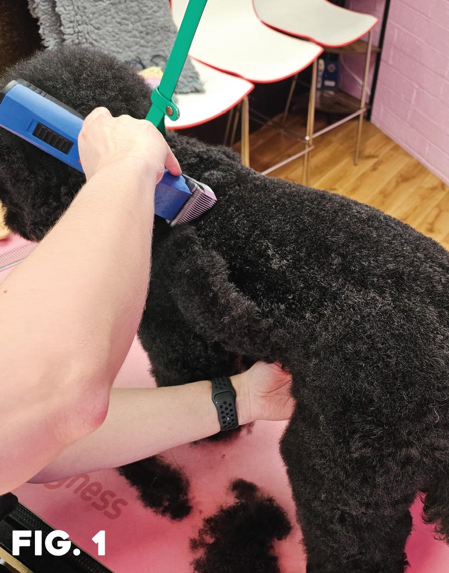 fig. 1: groomer using clippers on black haired poodle
