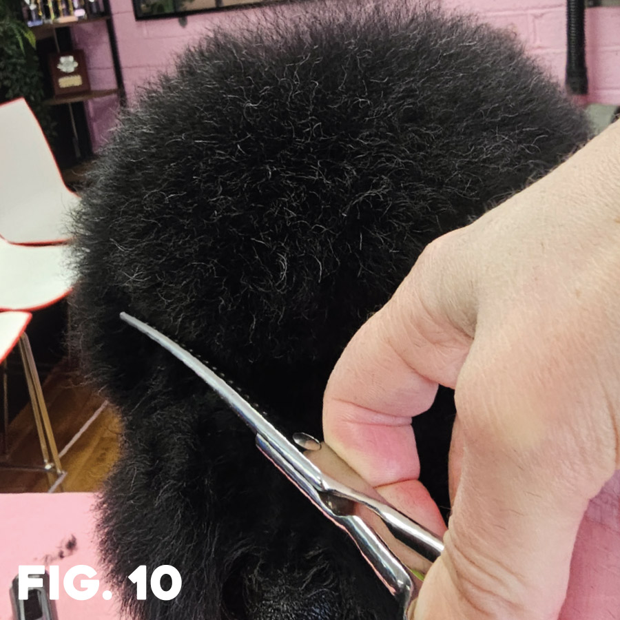 fig. 10: groomer using shears to trim fluffed hair on dog's head