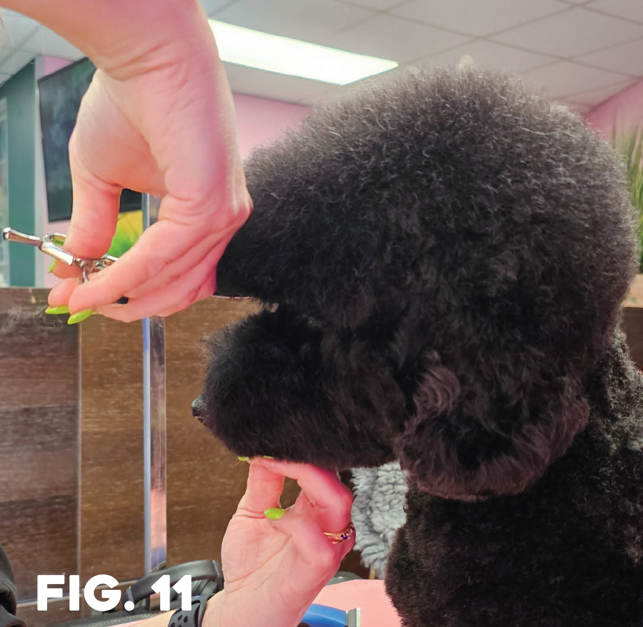 fig. 11: side profile view of dog getting forehead hair trimmed