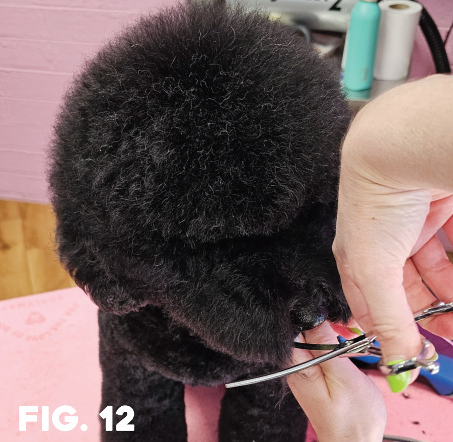 fig. 12: groomer using shears on poodle's left cheek hair