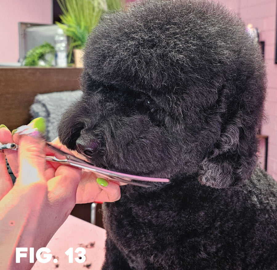 fig. 13: groomer using shears on poodle's right cheek hair