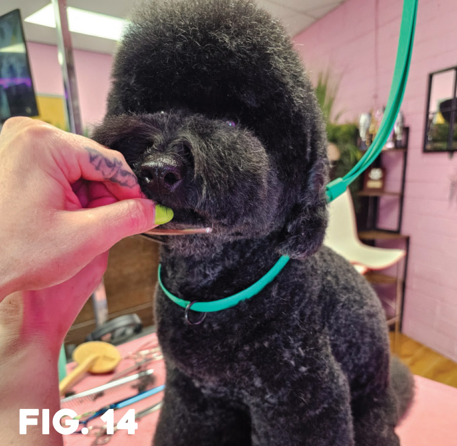 fig. 14: groomer with hand near poodle's mouth while looking over final results