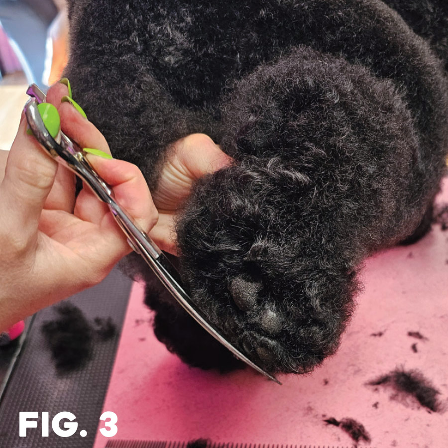 fig. 3: groomer using sheers to trim paw hair