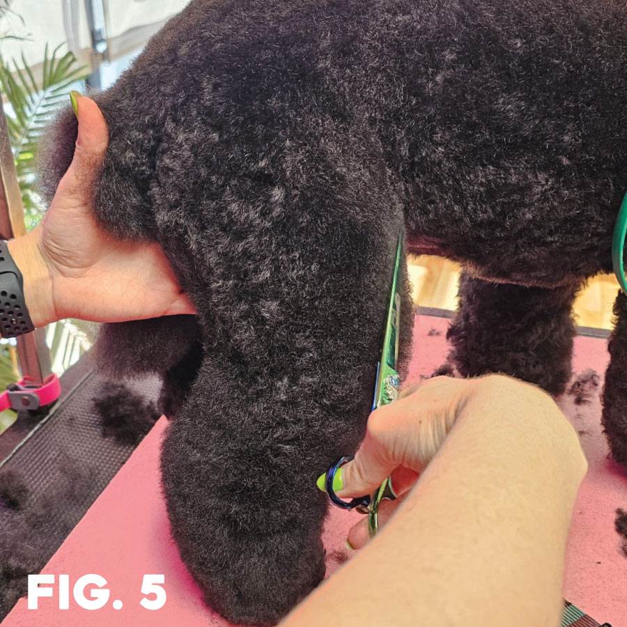 fig. 5: rear view of groomer using sheers to trim leg hair