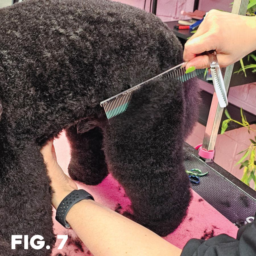 fig. 7: groomer using comb to brush hind leg
