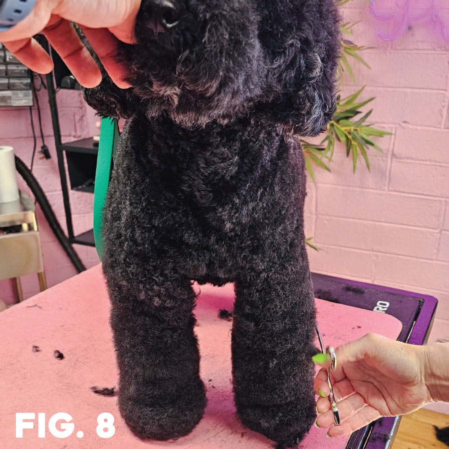 fig. 8: groomer with hand on dog's mouth while trimming front leg with shears