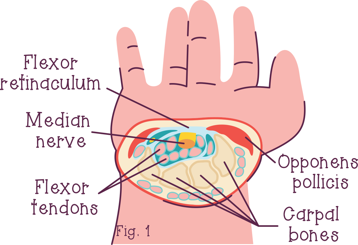 digital illustration of wrist anatomy