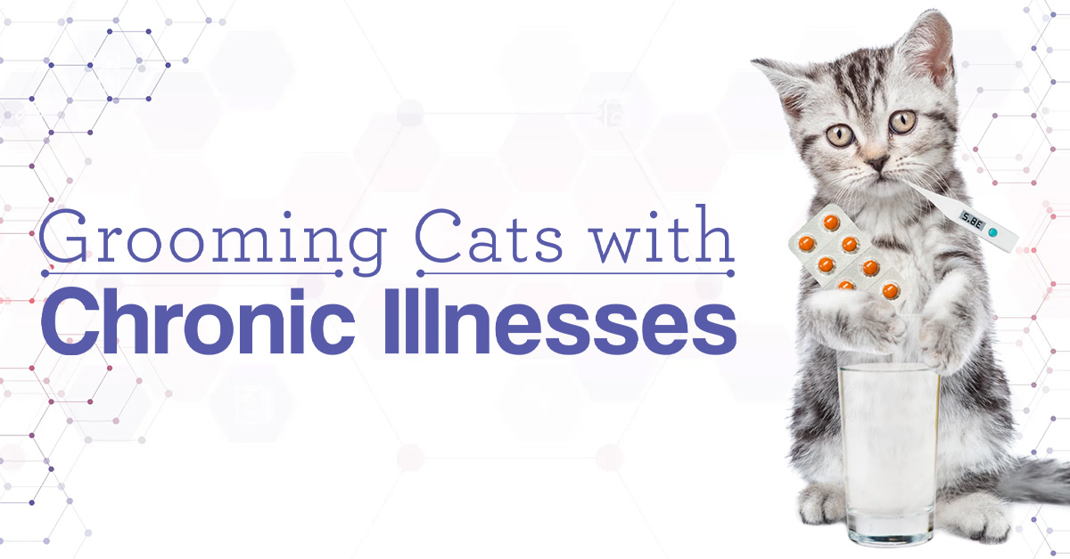 Can Cats Be Sedated for Grooming: Safe Tips Every Owner Must Know