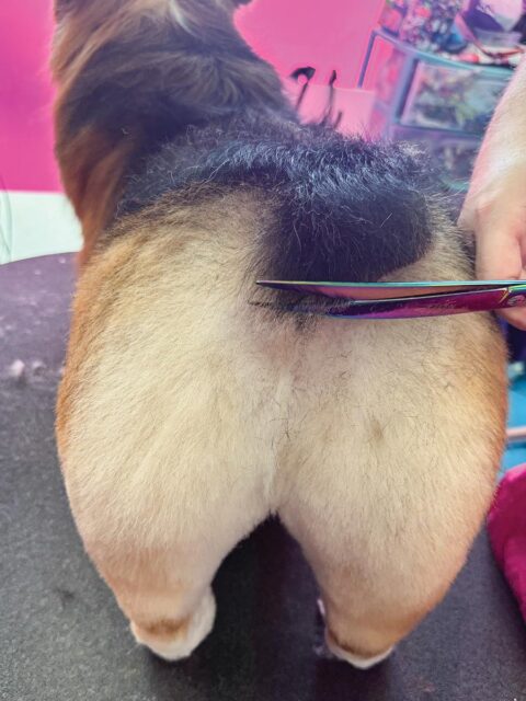 My Bubble Butt Brings All the Pups to the Yard: A Corgi Grooming Guide