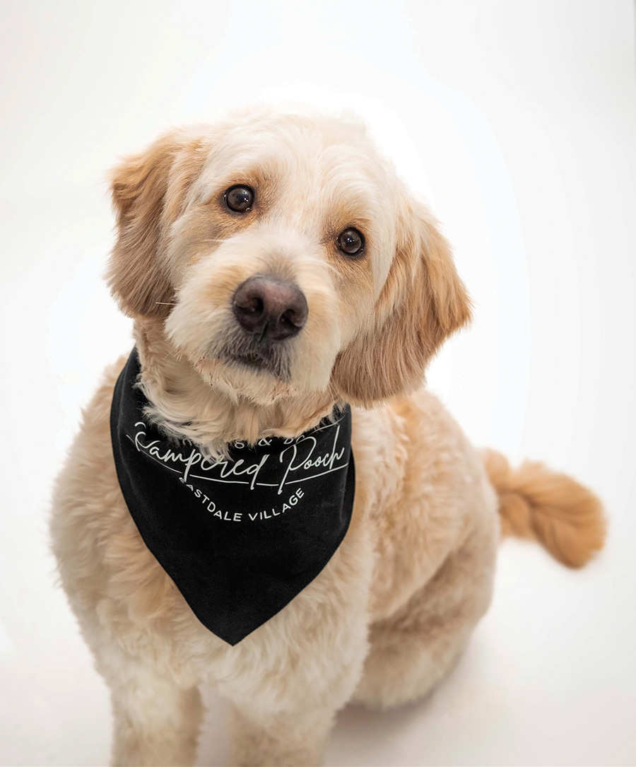 a cream-colored dog with a black bandana that says "Pampered Pooch" looks directly at the camera