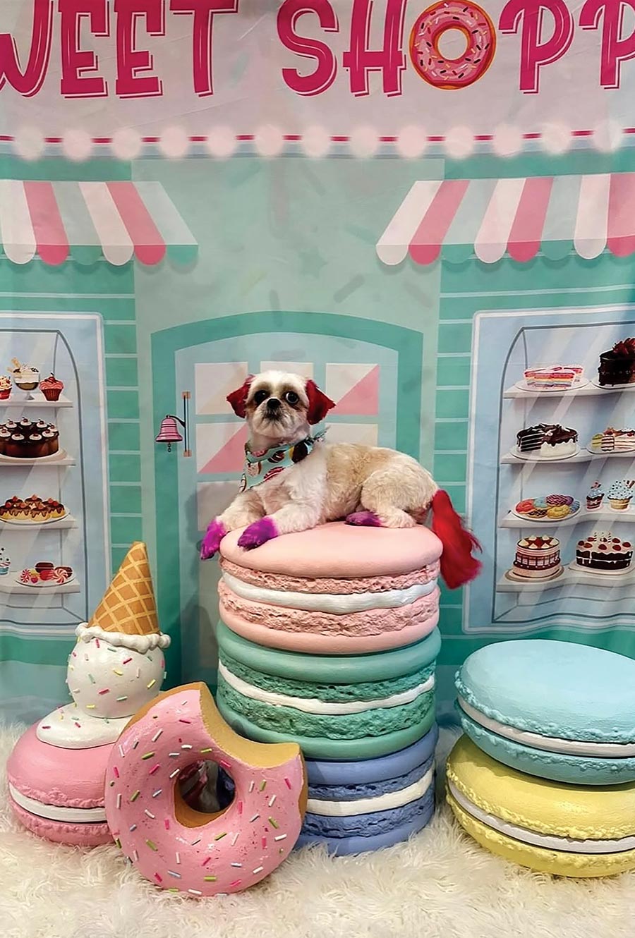 a small dog with pink ears and tail sits on a stack of oversized macaron props in front of a bakery backdrop with oversized dessert props on the floor