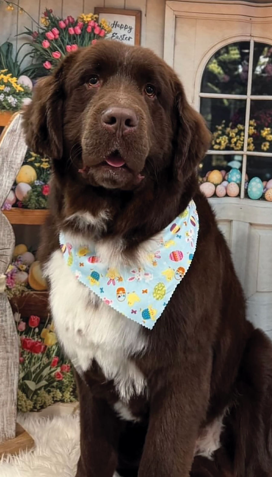 a large, brown and white dog wearing a light blue bandana with an Easter egg and bunny pattern sits in front of a window decorated with Easter eggs and flowers