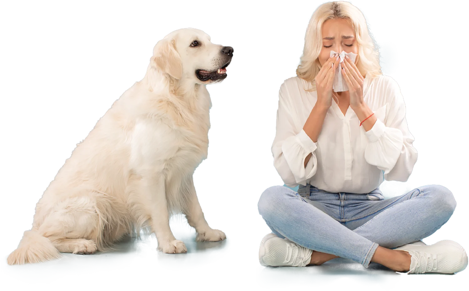 A blonde woman sitting cross-legged and sneezing into a tissue, with a Labrador Retriever dog sitting calmly beside her, illustrating pet allergies.