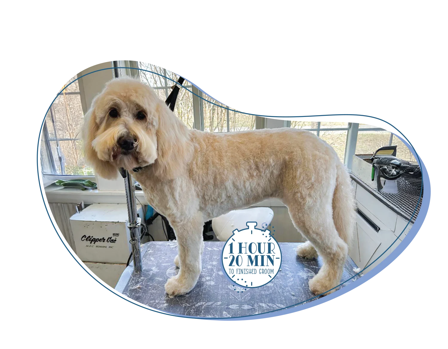 Freshly groomed labradoodle standing on a grooming table, with a timer overlay indicating '1 Hour 20 Min to Finished Groom'.