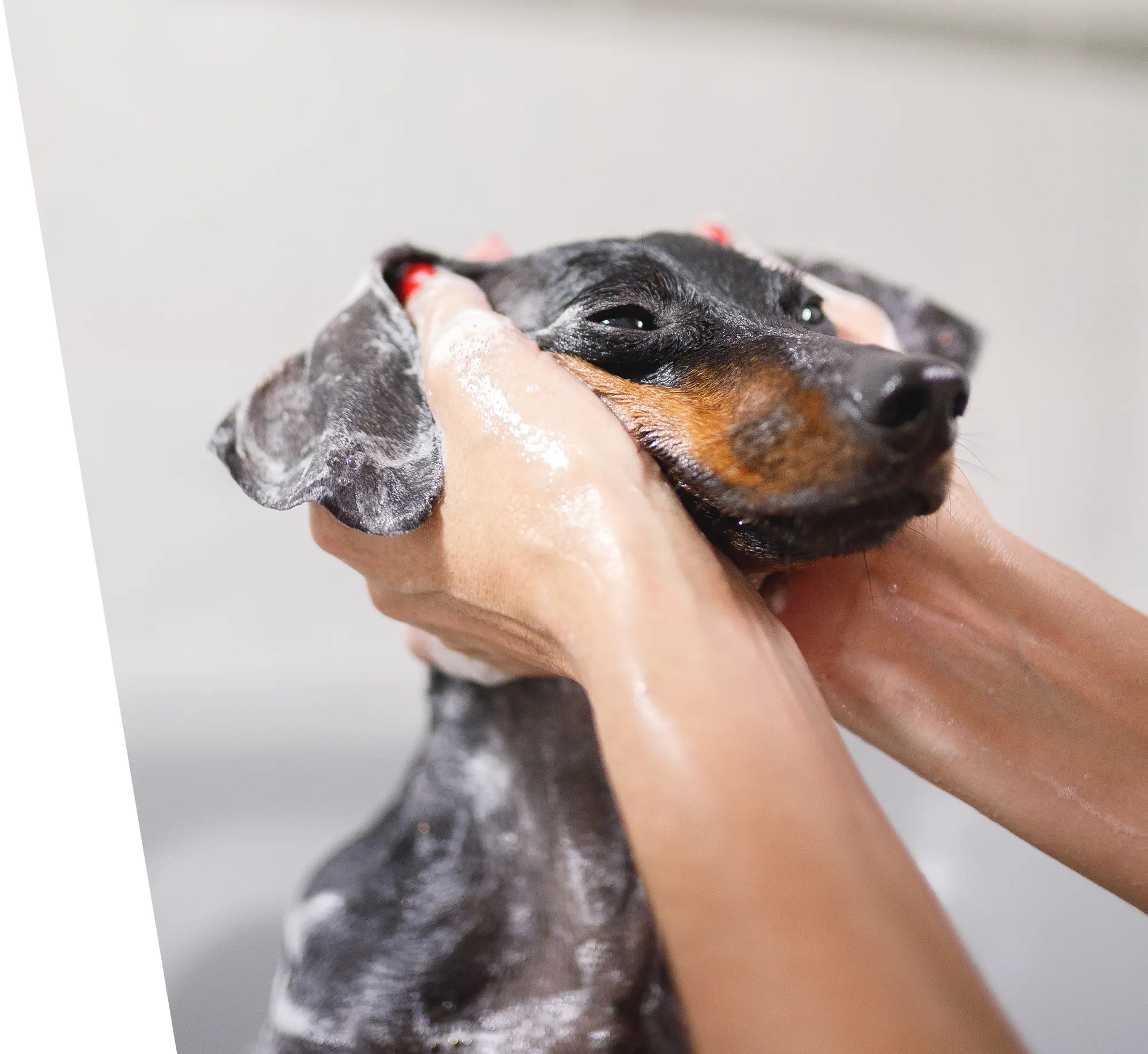 A person's hands gently wash a black and tan dachshund with shampoo.