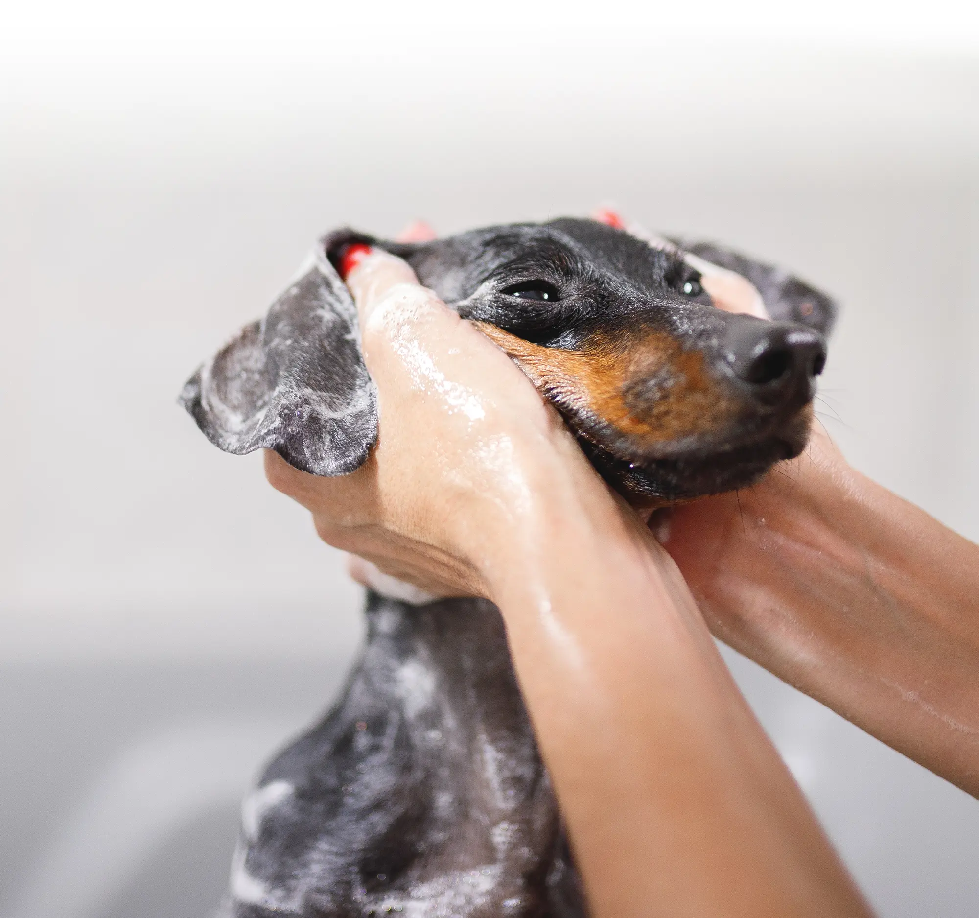 A person's hands gently wash a black and tan dachshund with shampoo.