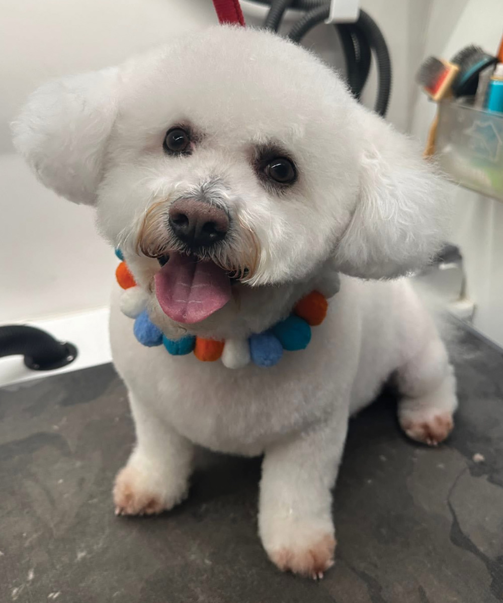 A freshly groomed white dog, possibly a Bichon Frise, wearing a colorful beaded necklace and panting with its tongue out.